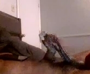 jamacianmehorny is a 26 year old male webcam sex model.