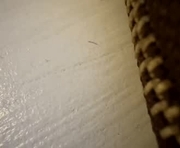frenchsharkcouple is a  year old couple webcam sex model.