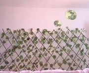 macey_hairy is a 22 year old female webcam sex model.